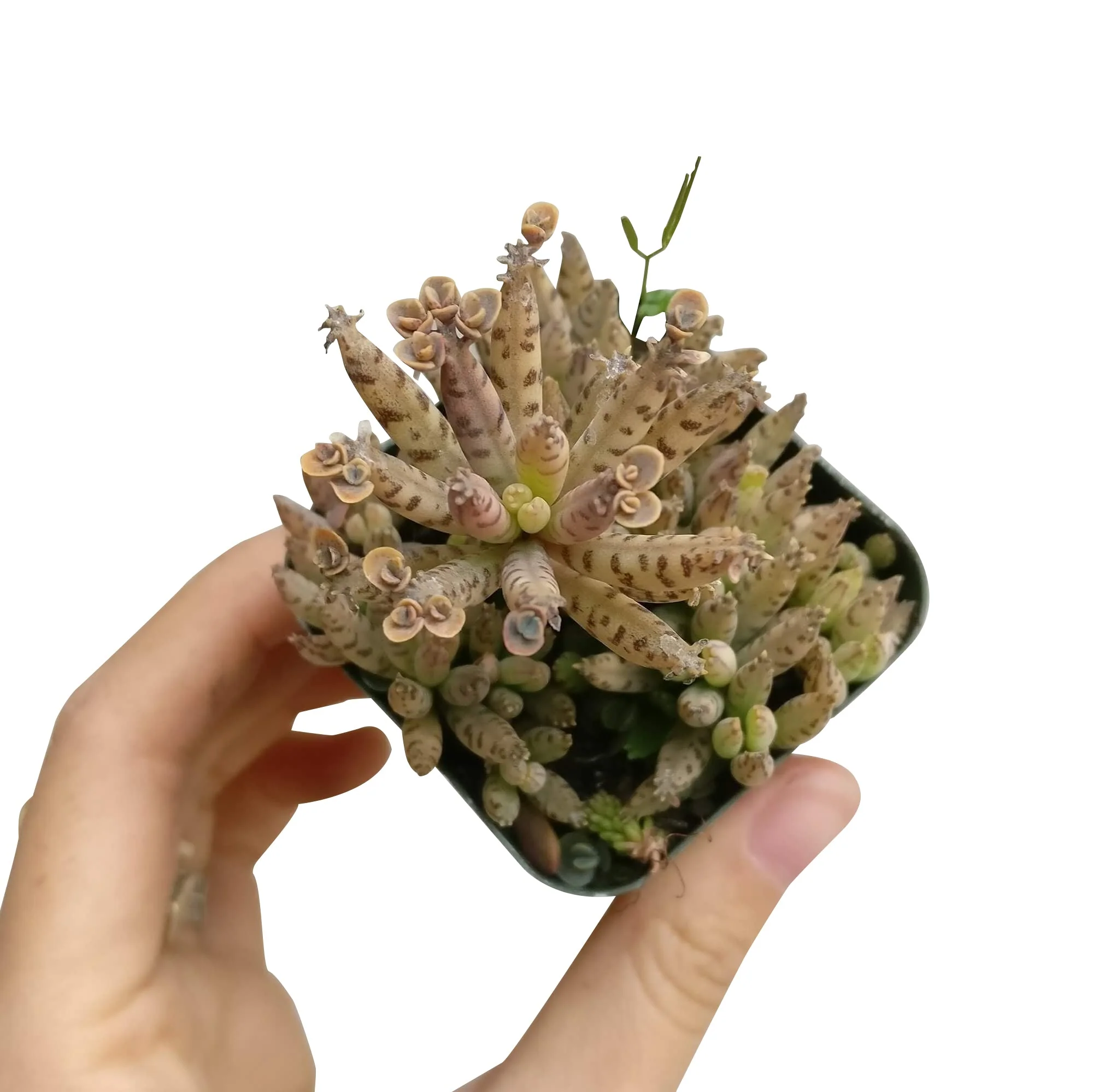 Thumbnail 3